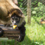 Symbolic Classic Adoption: Spider Monkey - Image 4