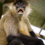 Symbolic Classic Adoption: Spider Monkey - Image 2