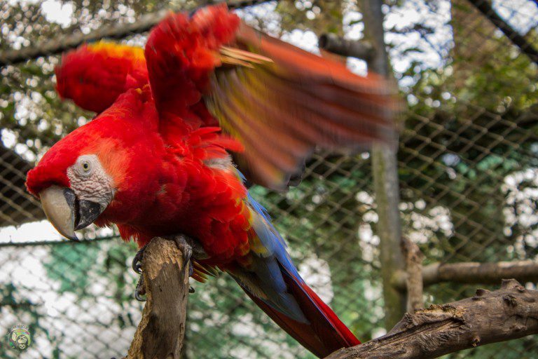 Scarlet Macaw (2)