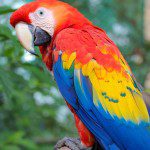 Symbolic Classic Adoption: Scarlet Macaw - Image 2