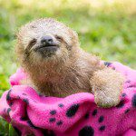 Symbolic Classic Adoption: Three-Fingered Sloth - Image 4