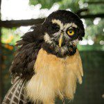 Symbolic Classic Adoption: Spectacled Owl - Image 5