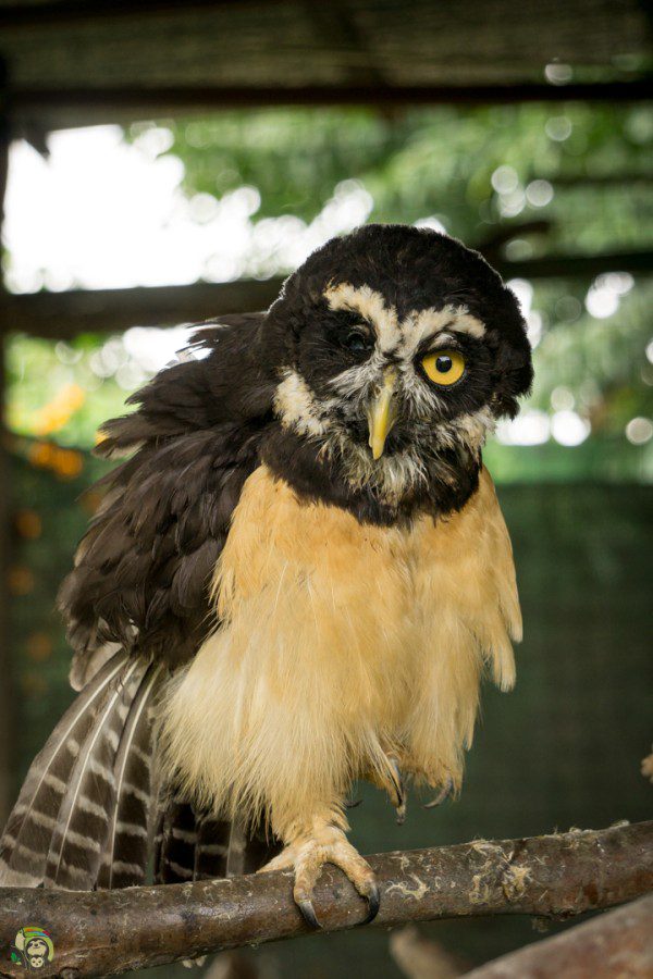 Symbolic Classic Adoption: Spectacled Owl - Image 5