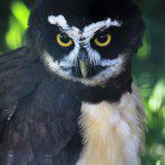 Symbolic Classic Adoption: Spectacled Owl - Image 2