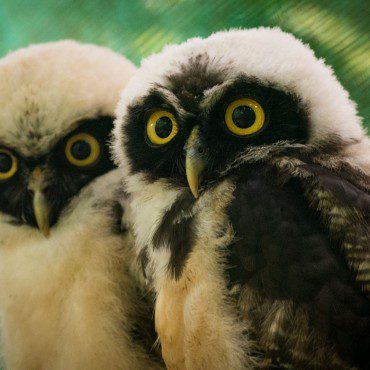 Symbolic Classic Adoption: Spectacled Owl