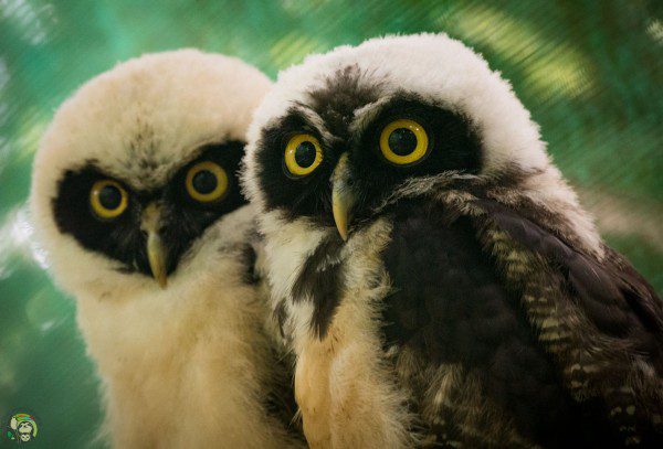 Symbolic Classic Adoption: Spectacled Owl