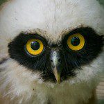 Symbolic Classic Adoption: Spectacled Owl - Image 4