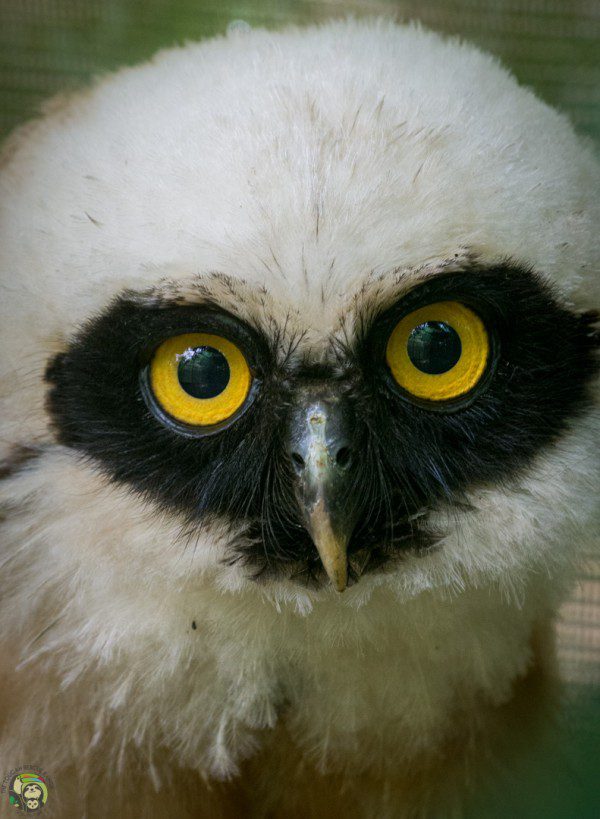 Symbolic Classic Adoption: Spectacled Owl - Image 4