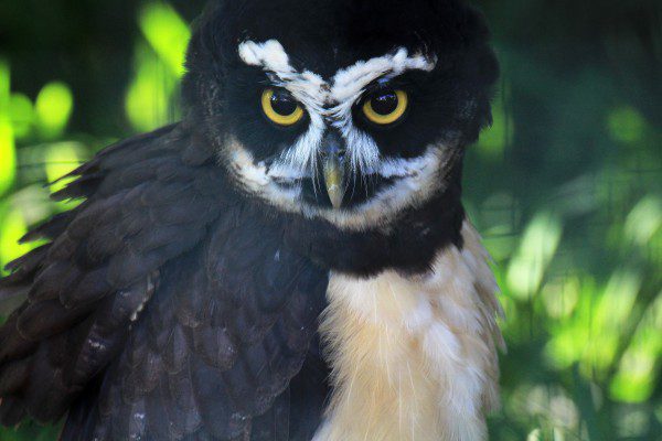 Symbolic Classic Adoption: Spectacled Owl - Image 2