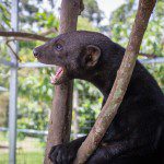 Symbolic Classic Adoption: Tayra - Image 6