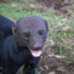 Symbolic Classic Adoption: Tayra - Image 4