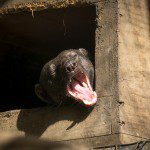 Symbolic Classic Adoption: Tayra - Image 5