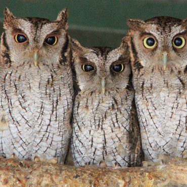 Symbolic Classic Adoption: Tropical Screech Owl