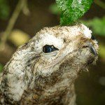 Symbolic Classic Adoption: Great Potoo - Image 4