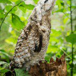 Symbolic Classic Adoption: Great Potoo - Image 2