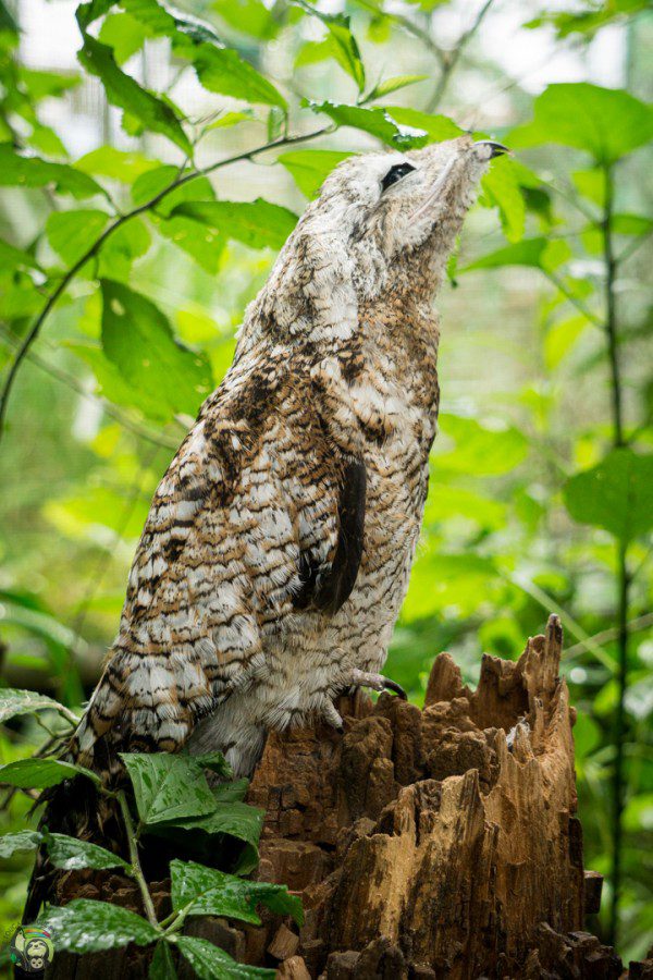 Symbolic Classic Adoption: Great Potoo - Image 2