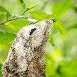Symbolic Classic Adoption: Great Potoo - Image 3