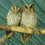Symbolic Classic Adoption: Tropical Screech Owl - Image 2