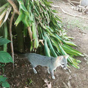 McCloud outside his pre-release den getting ready for a life in the wild.