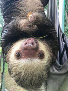 Ellie a little wet while hanging out in the large sloth pre-release enclosure (university).