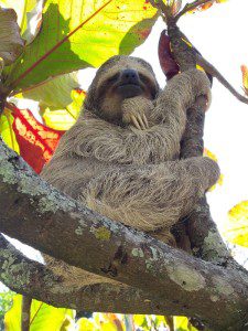 A common job for Mitch was to make sure sloths received daily exercise. As you can see this sloth is working hard.