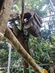 Tamandua resting in tree