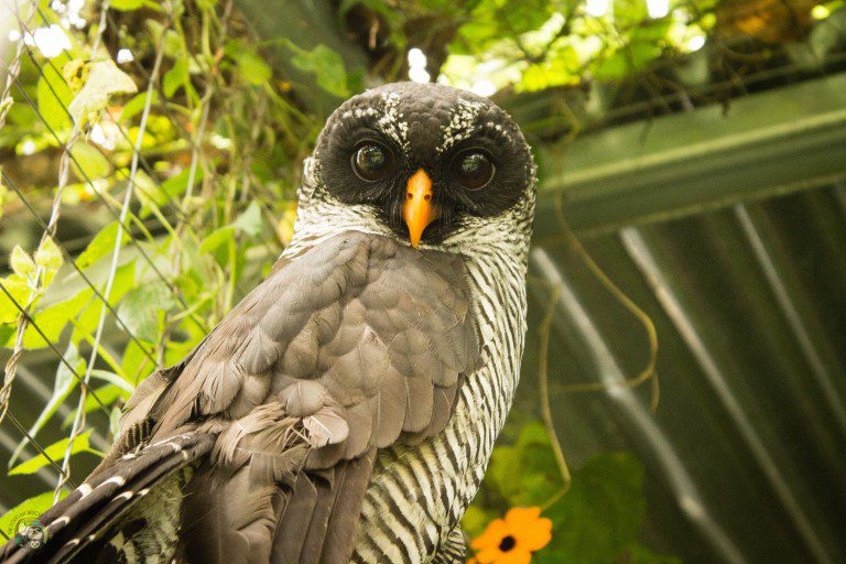 Black and White Owl Toucan Rescue Ranch (1)