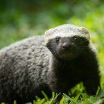 Symbolic Classic Adoption: Greater Grison