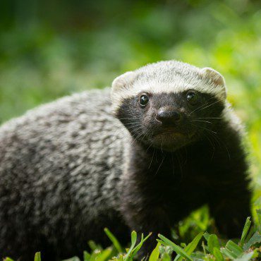 Symbolic Classic Adoption: Greater Grison