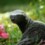 Symbolic Classic Adoption: Greater Grison - Image 5