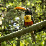Symbolic Classic Adoption: Fiery Billed Aracari - Image 4