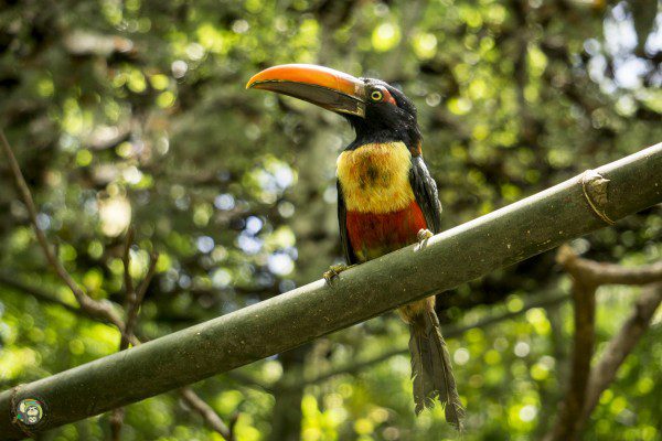 Symbolic Classic Adoption: Fiery Billed Aracari - Image 4