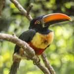 Symbolic Classic Adoption: Fiery Billed Aracari