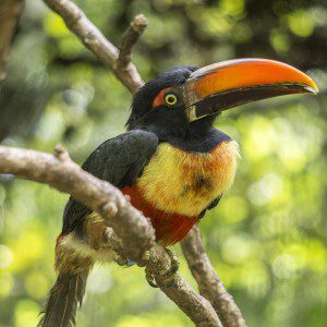 Symbolic Classic Adoption: Fiery Billed Aracari