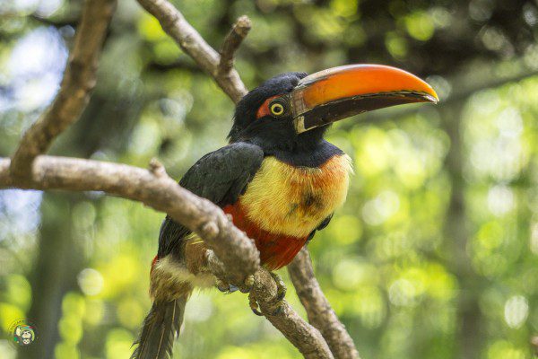 Symbolic Classic Adoption: Fiery Billed Aracari