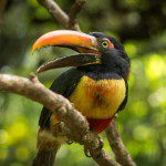 Symbolic Classic Adoption: Fiery Billed Aracari - Image 5