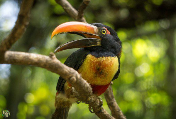 Symbolic Classic Adoption: Fiery Billed Aracari - Image 5