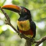 Symbolic Classic Adoption: Fiery Billed Aracari - Image 2