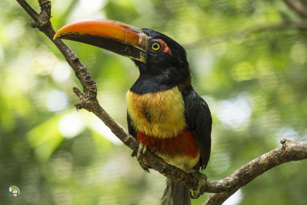 Symbolic Classic Adoption: Fiery Billed Aracari - Image 2
