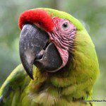 Symbolic Classic Adoption: Great Green Macaw
