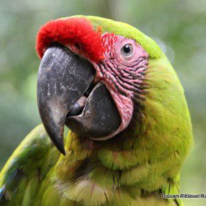 Symbolic Classic Adoption: Great Green Macaw