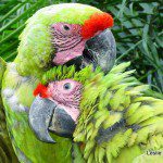 Symbolic Classic Adoption: Great Green Macaw - Image 4