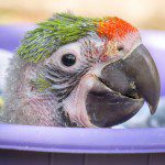 Symbolic Classic Adoption: Great Green Macaw - Image 2
