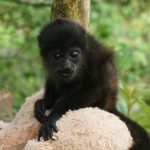 Symbolic Classic Adoption: Howler Monkey - Image 6