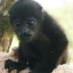 Symbolic Classic Adoption: Howler Monkey - Image 5