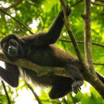 Symbolic Classic Adoption: Howler Monkey - Image 2