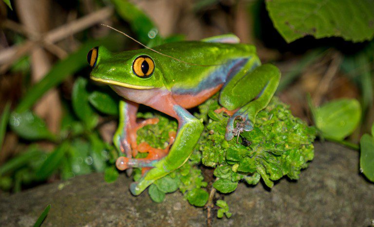 Noctural Tour Toucan Rescue Ranch (1)