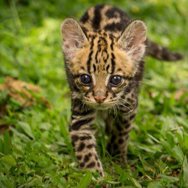 Symbolic Classic Adoption: Ocelot