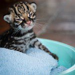 Symbolic Classic Adoption: Ocelot - Image 6