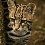 Symbolic Classic Adoption: Ocelot - Image 5